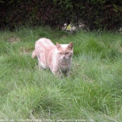 Photo de British shorthair