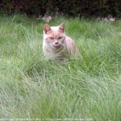 Photo de British shorthair