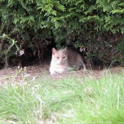 Photo de British shorthair