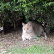 Photo de British shorthair