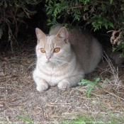 Photo de British shorthair