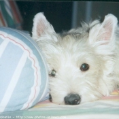 Photo de West highland white terrier