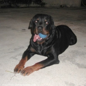 Photo de Rottweiler