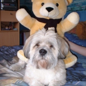 Photo de Lhassa apso