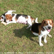 Photo de Beagle