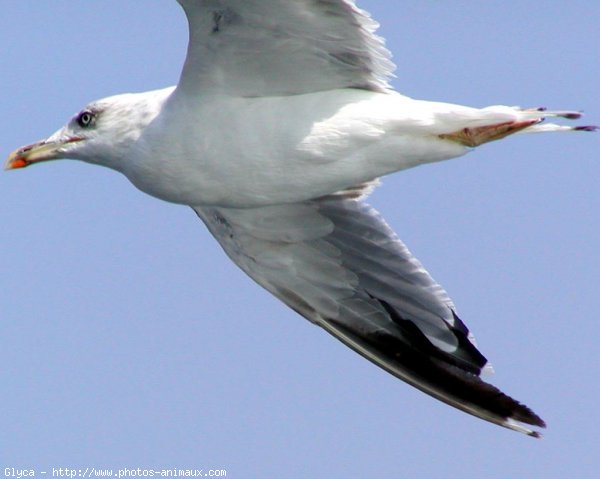 Photo de Mouette