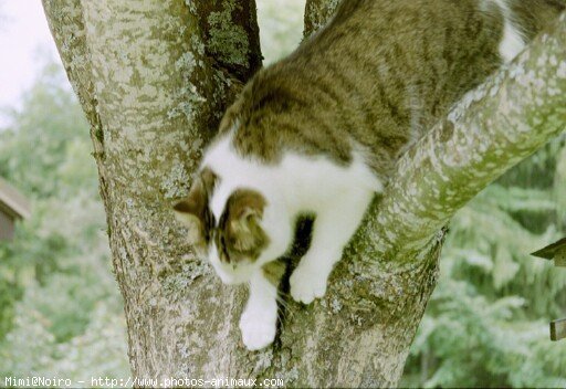 Photo de Chat domestique