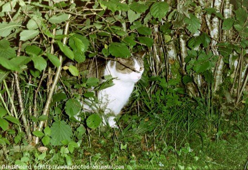 Photo de Chat domestique