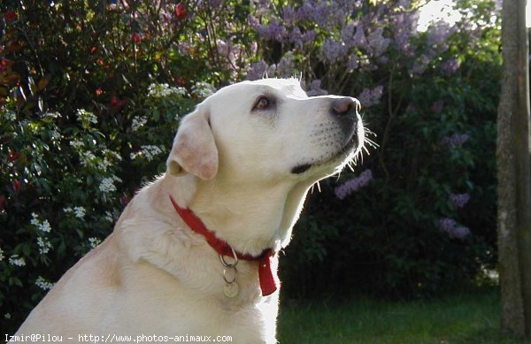 Photo de Labrador retriever