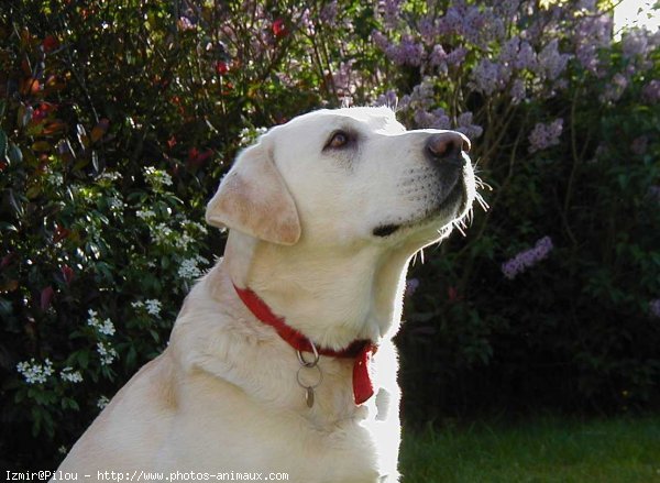 Photo de Labrador retriever