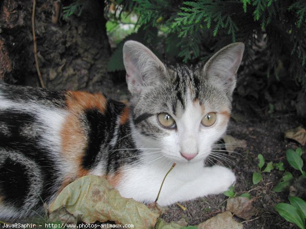 Photo de Chat domestique