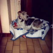 Photo de Fox terrier  poil dur