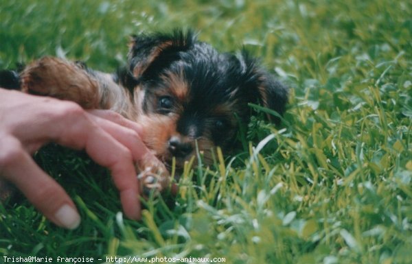 Photo de Yorkshire terrier