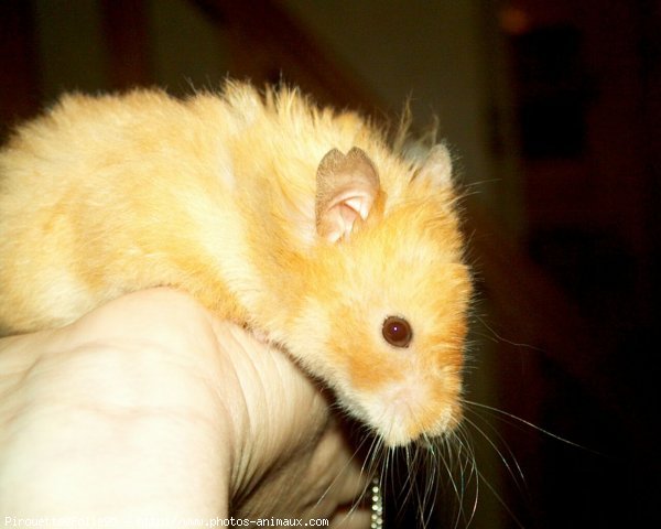 Photo de Hamster