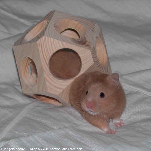 Photo de Hamster