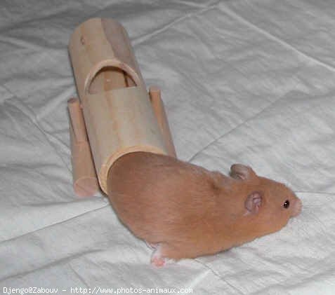 Photo de Hamster