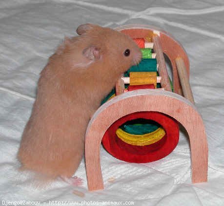 Photo de Hamster