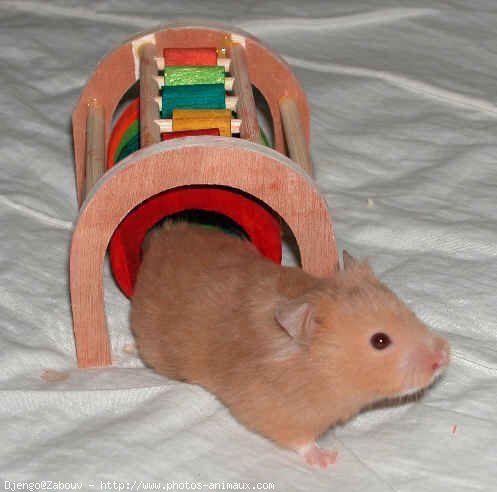 Photo de Hamster