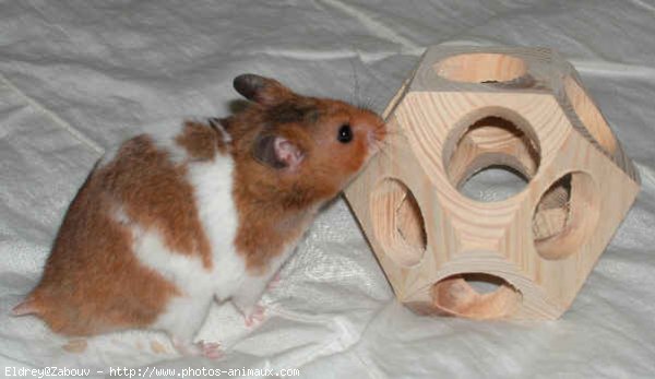 Photo de Hamster