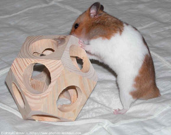 Photo de Hamster