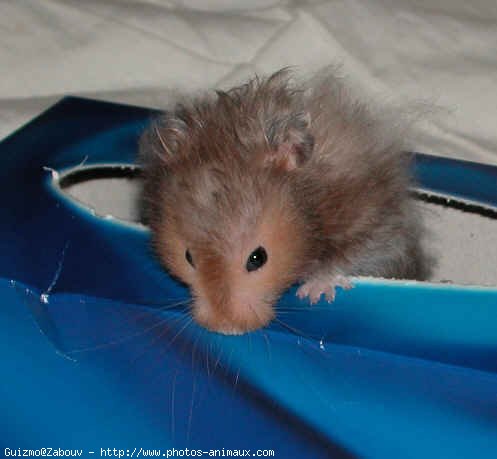 Photo de Hamster