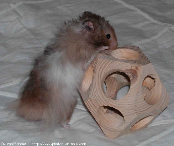 Photo de Hamster