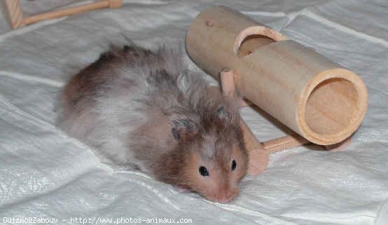 Photo de Hamster