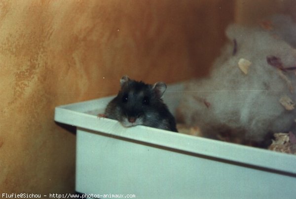 Photo de Hamster