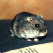 Photo de Hamster