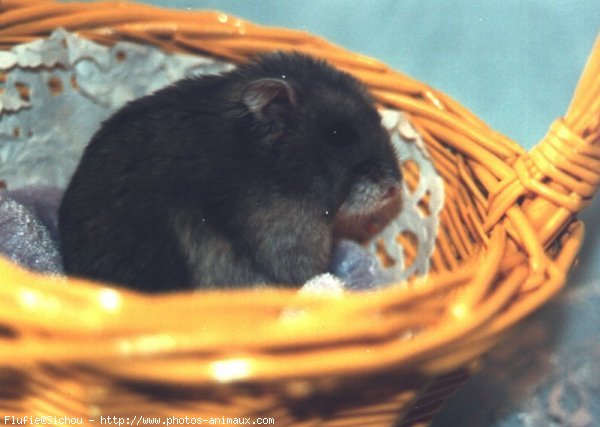 Photo de Hamster