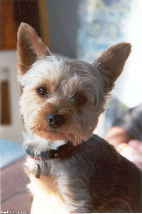 Photo de Yorkshire terrier