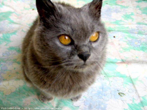 Photo de Chartreux