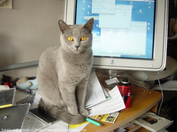 Photo de Chartreux