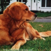 Photo de Golden retriever