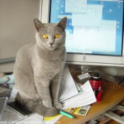 Photo de Chartreux