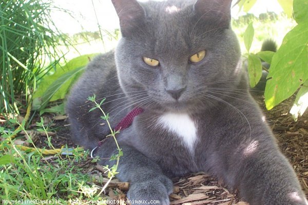 Photo de Chartreux