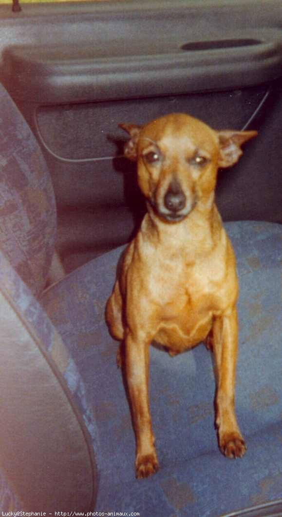 Photo de Pinscher nain