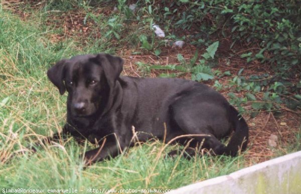 Photo de Labrador retriever