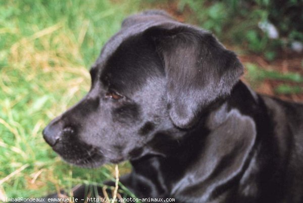 Photo de Labrador retriever