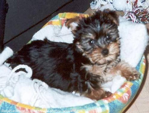 Photo de Yorkshire terrier