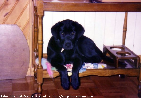 Photo de Labrador retriever