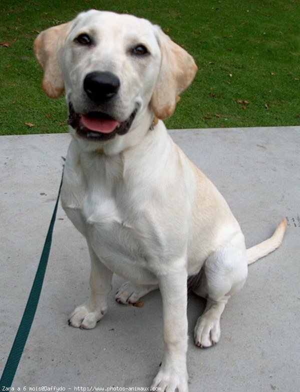 Photo de Labrador retriever