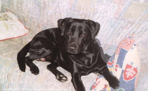 Photo de Labrador retriever