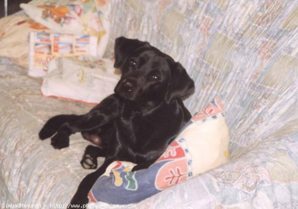 Photo de Labrador retriever