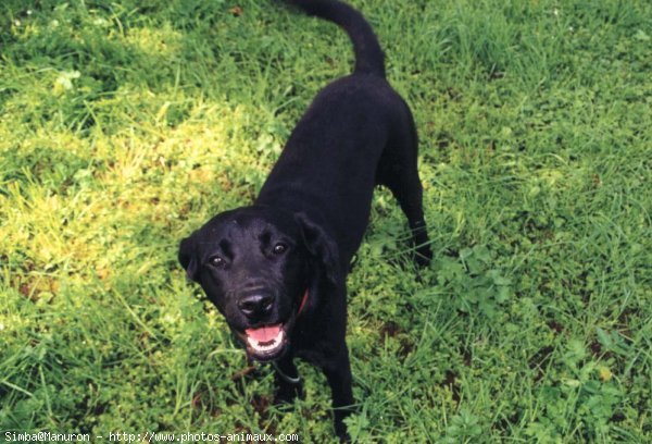 Photo de Labrador retriever