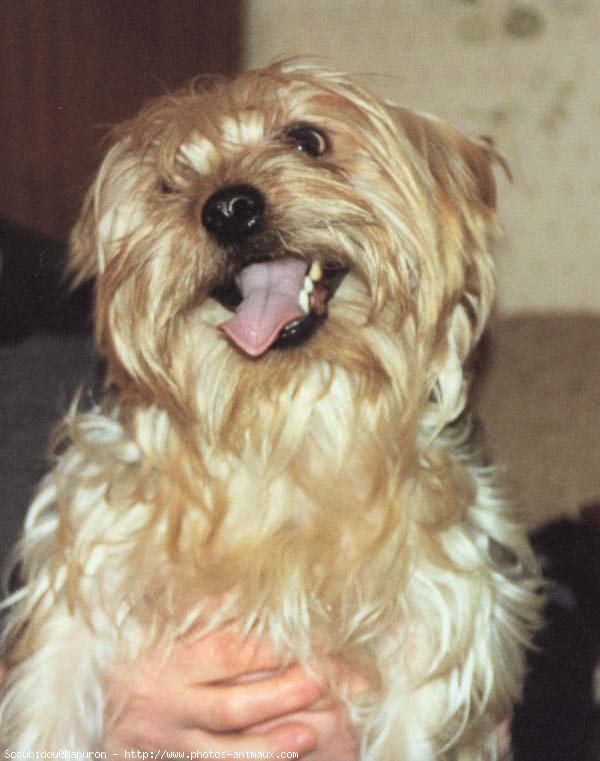 Photo de Yorkshire terrier