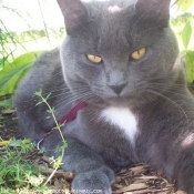 Photo de Chartreux