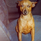 Photo de Pinscher nain