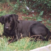 Photo de Labrador retriever