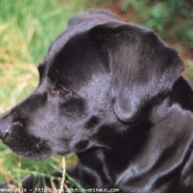 Photo de Labrador retriever